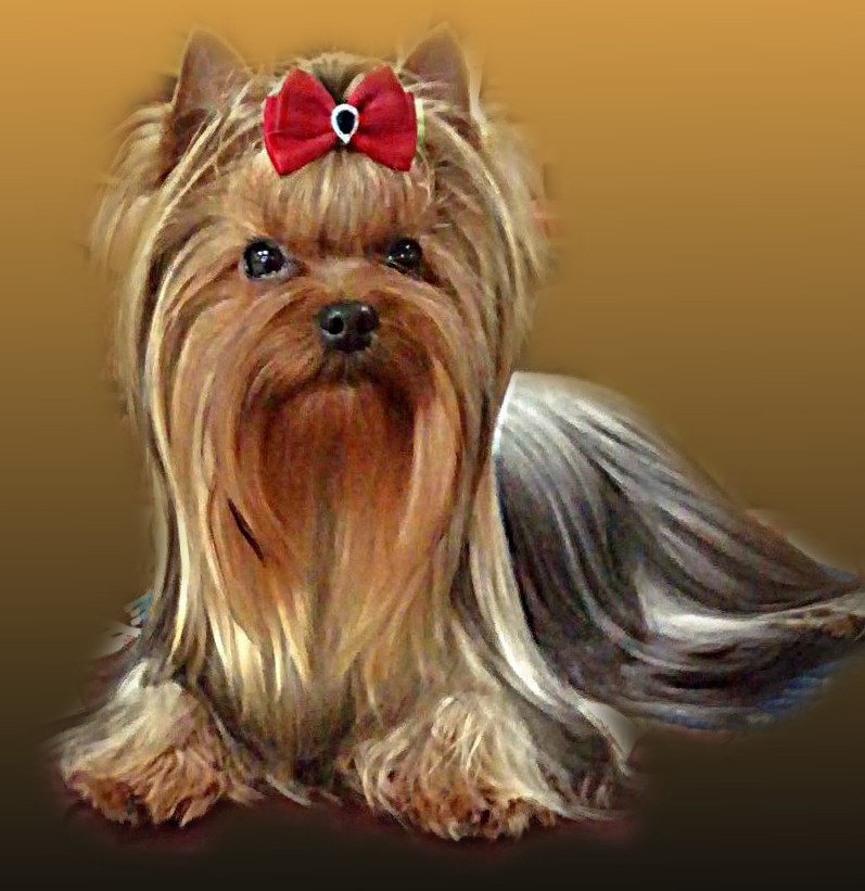 KIMIN KIM SOLAR CITY — Labaza DogPedigree YorkshireTerrier